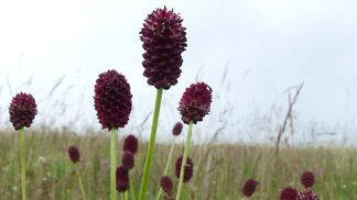 Wiesenknöpfe im Mittelpunkt
