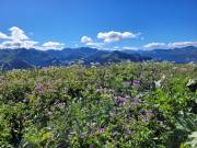 Alpenpflanzen durch Klimawandel bedroht