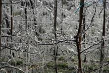 Eine Frostberegnung kann Schäden verringern. Beim Gefrieren des Wassers wird die sogenannte Erstarrungswärme freigesetzt. (Foto: Haneburger / Wikimedia)