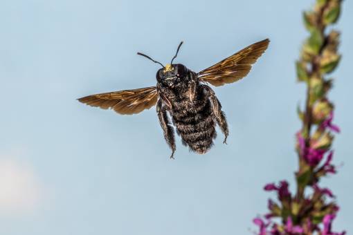 Die Blaue Holzbiene, die bis zu drei Zentimeter gross wird, gehört in der Schweiz zu den Insekten, die als gefährdet eingestuft sind. Foto: Herwig Winter / Wikimedia