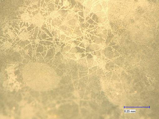 Bakterien auf Plastik – um die Zersetzung sichtbar zu machen, braucht es in den ersten acht Wochen den Blick durch das Mikroskop. Foto: Joel Rüthi, WSL