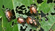 Le scarabée japonais s’est établi dans le Tessin