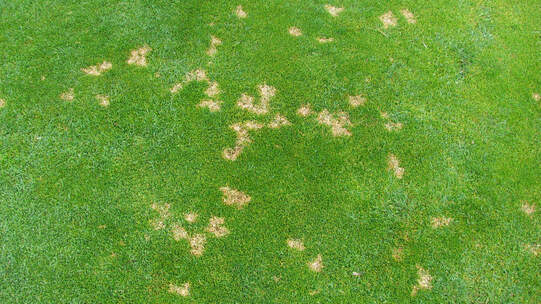 Das Bodenlabor bestimmt neu auch Pflanzenkrankheiten. Die Dollarflecken-Krankheit  verursacht bis zu 15 Zentimeter grosse, runde Flecken im Nutzrasen. Foto: zVg