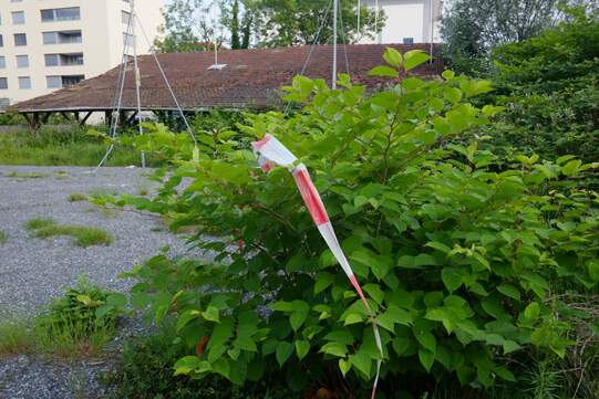 Baugelände, das nicht gepflegt wird, ist anfällig auf invasive Neophyten, wie beispielsweise dieser Ja-panische Staudenknöterich. Foto: Urs Rüttimann