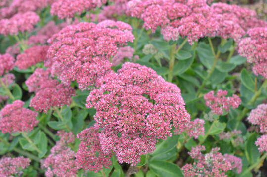 Die Fetthenne Sedum wurde zur Pflanze des Jahres 2020 gewählt. 