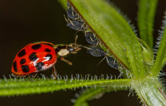 Die Notfallzulassung von nützlingsschonenden PSM reduziert den effektiven PSM-Einsatz: ­Nützlingsschonende PSM können mit dem Einsatz von Nützlingen gekoppelt werden und so müssen  weniger konventionelle Mittel appliziert werden. Foto: Hedwig Storch/Wikimedia