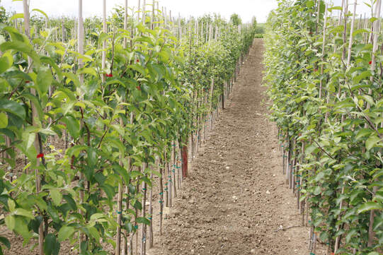 Die Pflanzenpasspflicht soll auf alle Pflanzen ausgeweitet und anders abgewickelt werden. Foto: ­Andres Altwegg