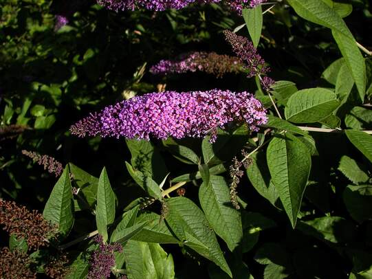 Sommerflieder (Buddleja davidii).  Foto: Wikimedia / Willow
