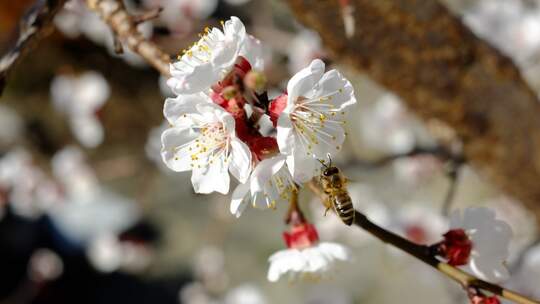 Produktion gesunder Lebensmittel nimmt ab 