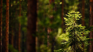 Fichtennadeln aus Gold