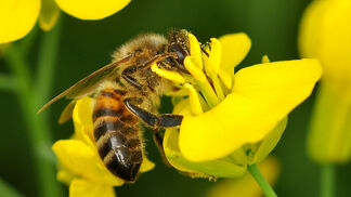 Gegen Raps sieht die Apfelblüte blass aus