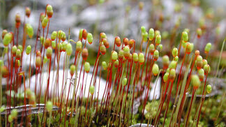 Viele Moose sind gefährdet