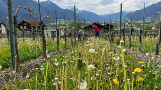 Bund untersucht schweizweit Böden