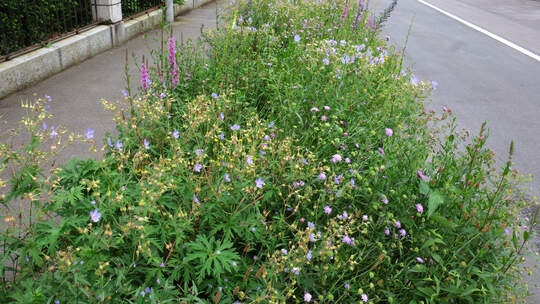 Luzern setzt auf Klimaschutz und Begrünung