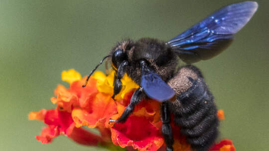 Blauschwarze Holzbiene ist Biene des Jahres