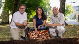 300'000 Zwiebeln für die Stadt der Gärten