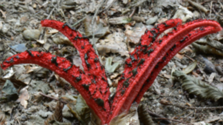 Bafu-Publikation zu invasiven Pflanzen und Tieren