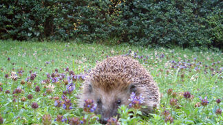 Freie Bahn für Igel &amp; Co.