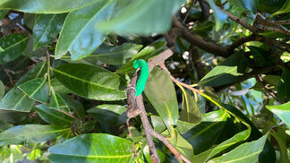  Vögel zur natürlichen Schädlingsbekämpfung