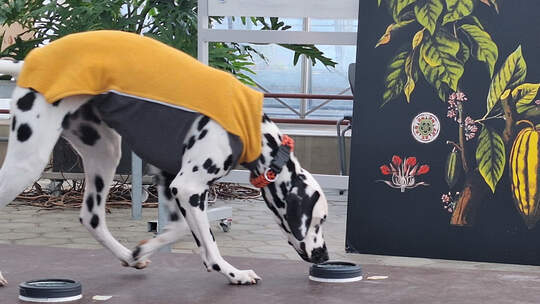 Schnüffelnasen im Einsatz gegen Japankäfer