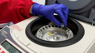 6000 Tomaten mit Jordanvirus vernichtet