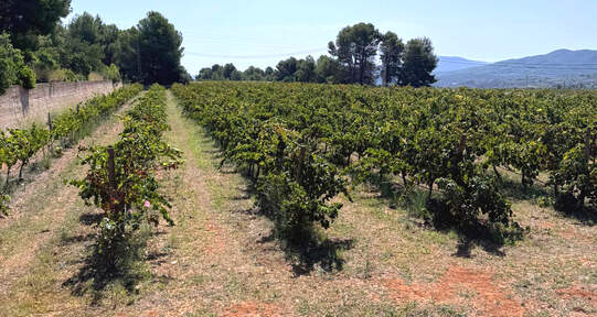 Im Weinberg Les Freses.