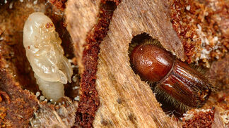 Baumsterblichkeit durch Insekten nimmt zu