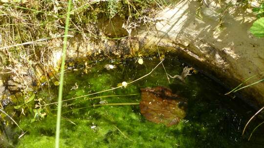 Wohlfühloasen für Amphibien