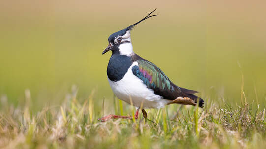 Kiebitze benötigen ihre natürliche Lebensräume. Foto: Hauke Roy, Wikimedia Commons