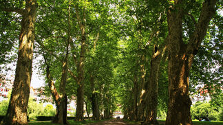 Platanen sind wahre «Klimageräte»