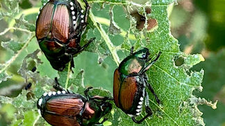 Mit der Bevölkerung gegen den Japankäfer