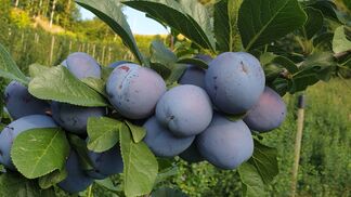 Bald viele Zwetschgen und Äpfel