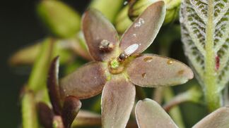 Der Trick mit dem Ameisenduft