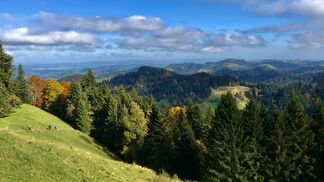 Wie geht es unserem Wald?