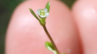  Pflanzen-Monitoring mit Freiwilligen in Basel