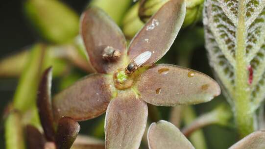 Hungrige Grasfliegen suchen auf einer Blüte nach der verletzten Ameise, deren Duft sie angelockt hat. Der Trick von Vincetoxicum nakaianum ist aufgegangen.  Foto: © Mochizuki 2025 / SWNS