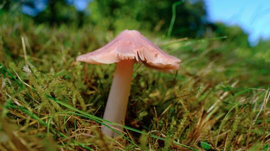 Der Rosenrote Saftling (Porpolomopsis calyptriformis) ist selten geworden, da sein Lebensraum schwindet. Die «kritisch gefährdete» Art ist deshalb national geschützt.  Foto: Lukas Large / Wikimedia Commons