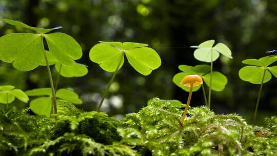 Waldpflanzen wandern westwärts