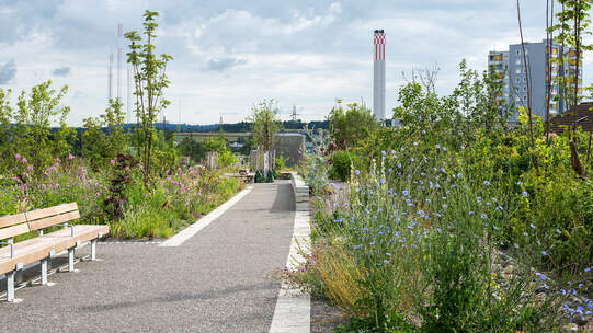 Auf der Einhausung Schwamendingen wachsen über 230 Arten und Varietäten. Die Anlage hat den Binding-Preis für Biodiversität 2026 gewonnen. Foto: Claudia Bertoldi