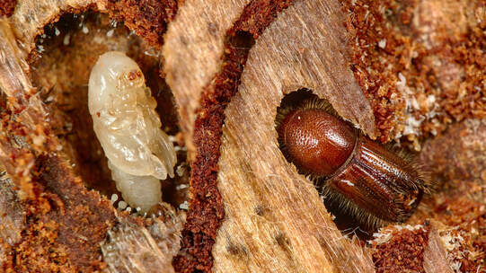 Der Buchdrucker ist ein starker Forstschädling. Foto: Wikimedia_Gilles San Martin