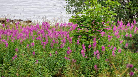Wald-Weidenröschen ist Wildstaude des Jahres