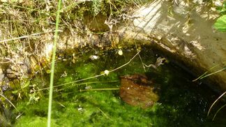 Wohlfühloasen für Amphibien