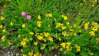 Biodiversität seit 20 Jahren systematisch erfasst