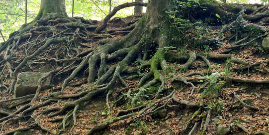 Wurzeln bilden mit Pilzen ein riesiges Geflecht. Foto: Felix Käppeli