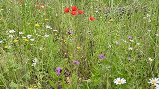 «Bonjour Natur» – Pro Natura berät gratis