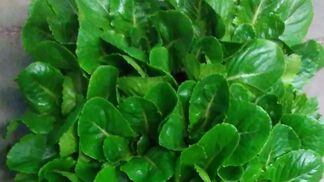 Salat für die Marsmission