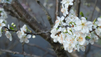 Leitfaden für umweltschonenden Obstbau