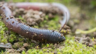Schäden durch Regenwürmer