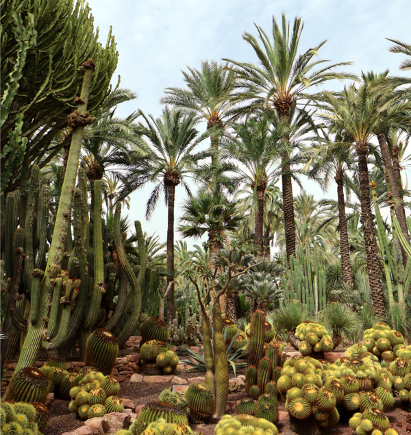 Der Huerto del Cura ist der bekannteste Palmengarten Europas.