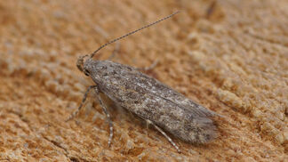 Natürliche Feinde der Tomatenminiermotte